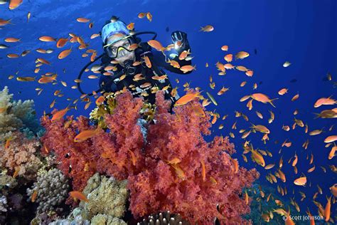 scuba diving in red sea
